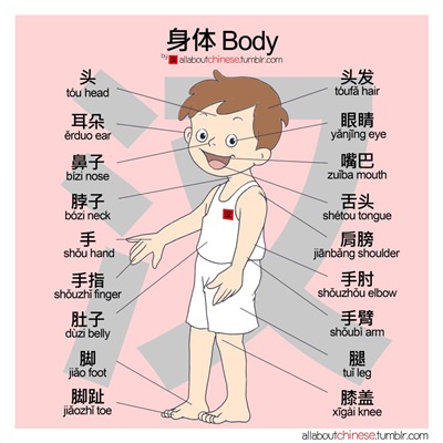 Từ vựng tiếng Trung theo chủ đề 身体 Cơ thể